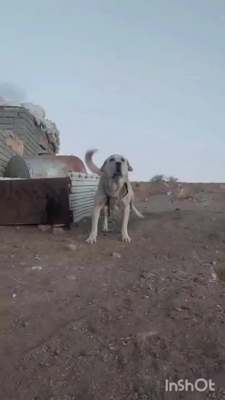 سگ عراقی|سگ|تبریز, |دیوار