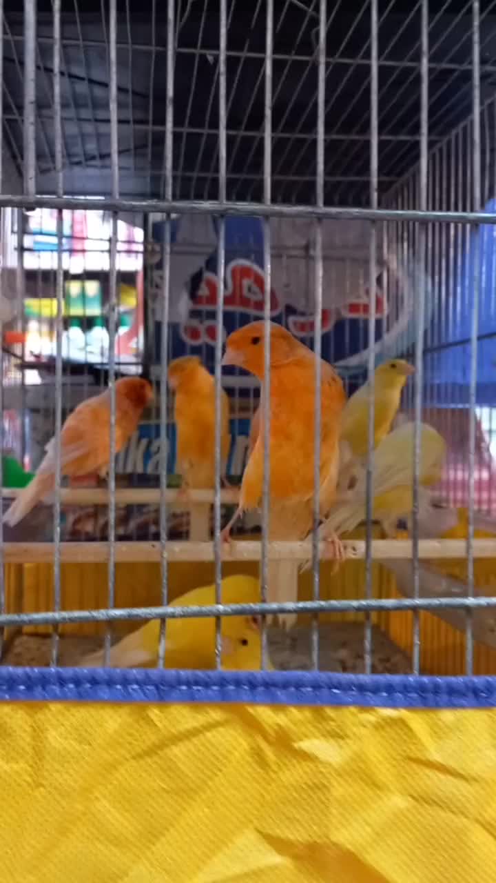 فروش ۸ عدد قناری نر سوپری تکی وتعداد|پرنده|نهاوند, |دیوار