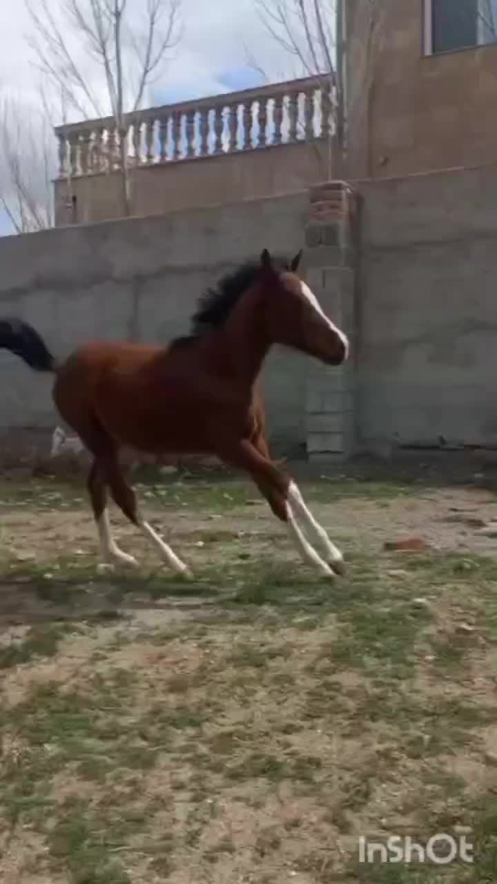 اسب|اسب و تجهیزات اسب‌سواری|اردبیل, |دیوار