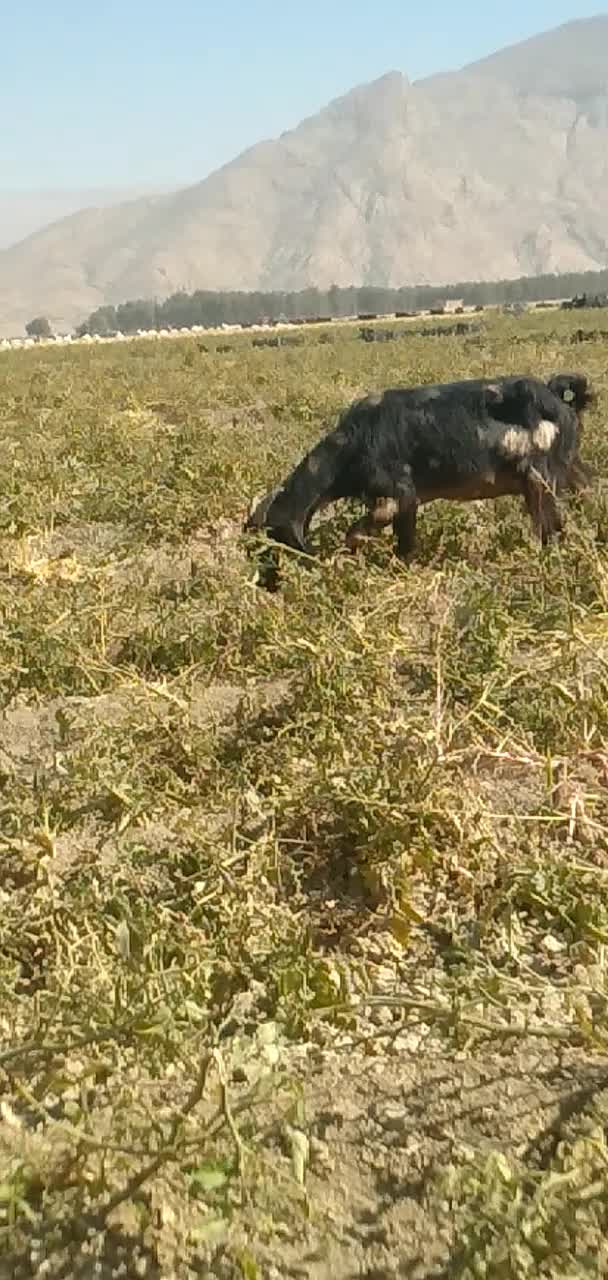 بزترکی ابستن|حیوانات مزرعه|مرودشت, مجد آباد|دیوار