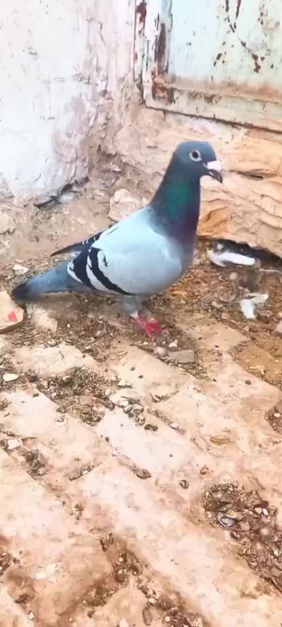 کبوتر|پرنده|سرخس, |دیوار