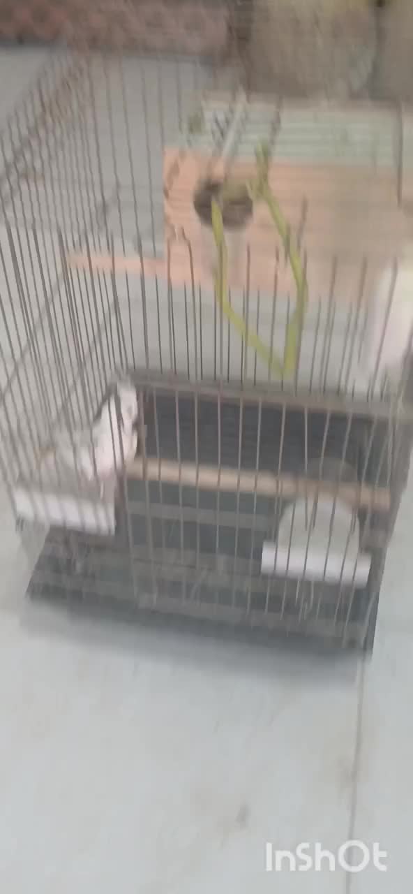 عروس هلندی|پرنده|قیدار, |دیوار