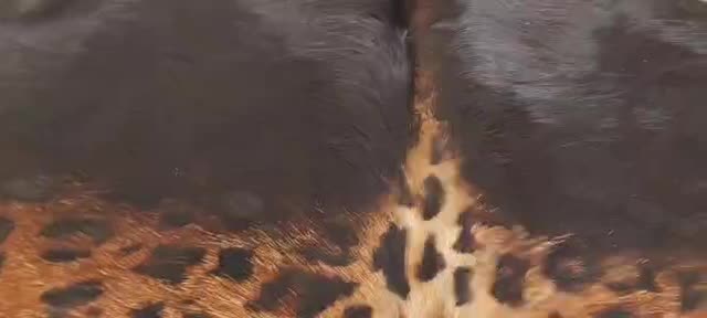 پوست چرم گاو بز|فرش|باقرشهر, |دیوار