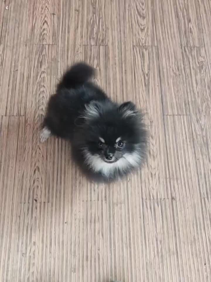 پامرانین بسیار ریز خرسی تیپ عروسکی|سگ|اصفهان, باغ زرشک|دیوار