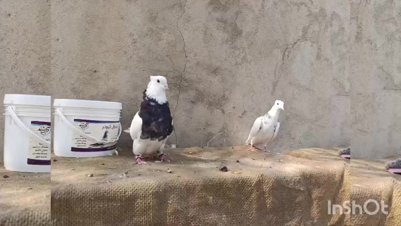 فروشی|پرنده|لامرد, |دیوار