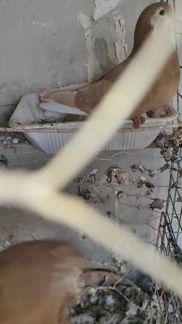 خوشرنگ دمبی سرخ و زرد|پرنده|لنجان, |دیوار