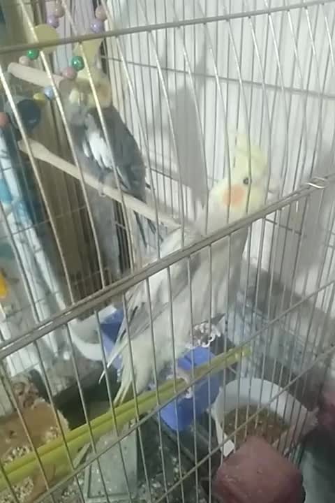 عروس هلندی خوشکل|پرنده|مشهد, موعود|دیوار