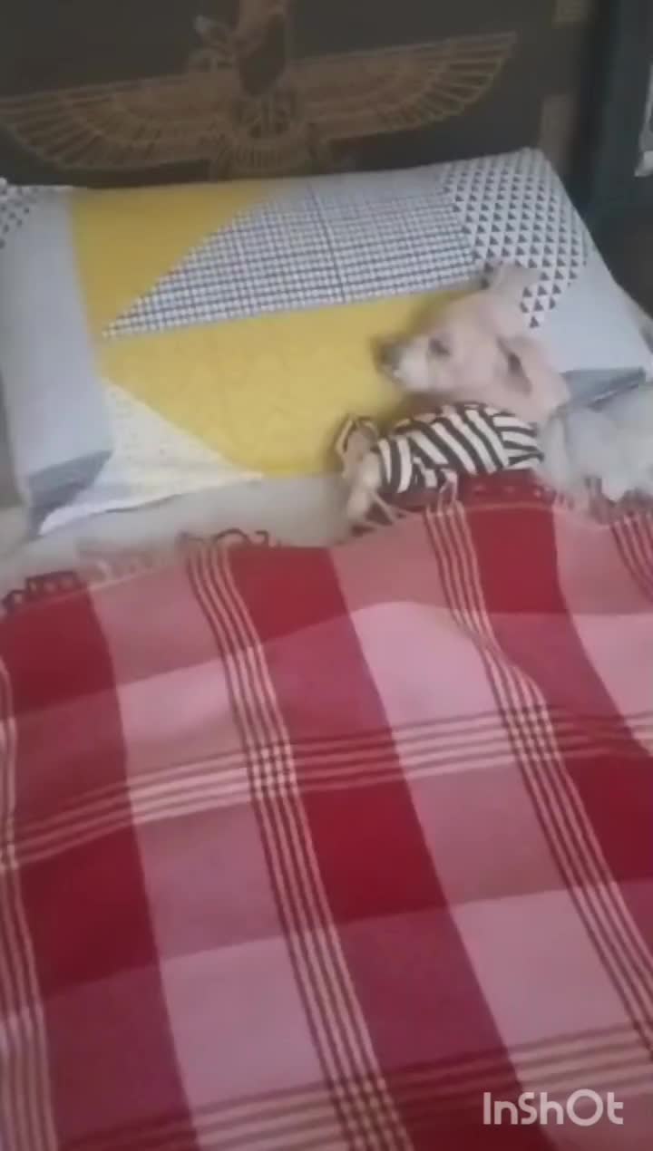 سگ گمشده|سگ|اهواز, نادری|دیوار