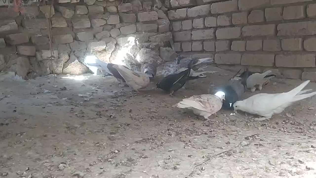 گنجه بر|پرنده|دلیجان, |دیوار