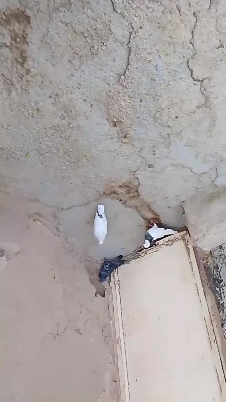 کفتر|پرنده|چنگ الماسی, |دیوار