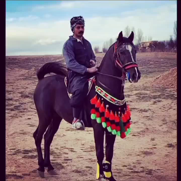 اسب کرد|اسب و تجهیزات اسبسواری|زنجان, |دیوار