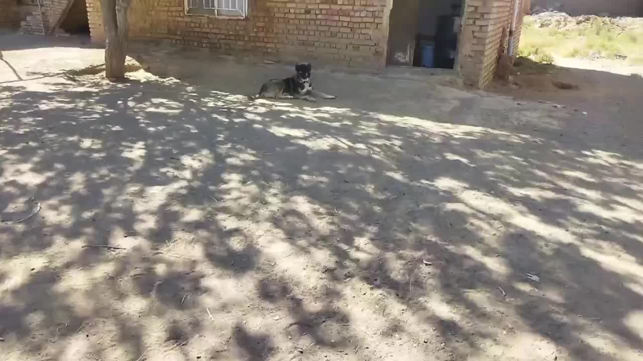 سگ توله خراسانی|سگ|پائین جام, |دیوار