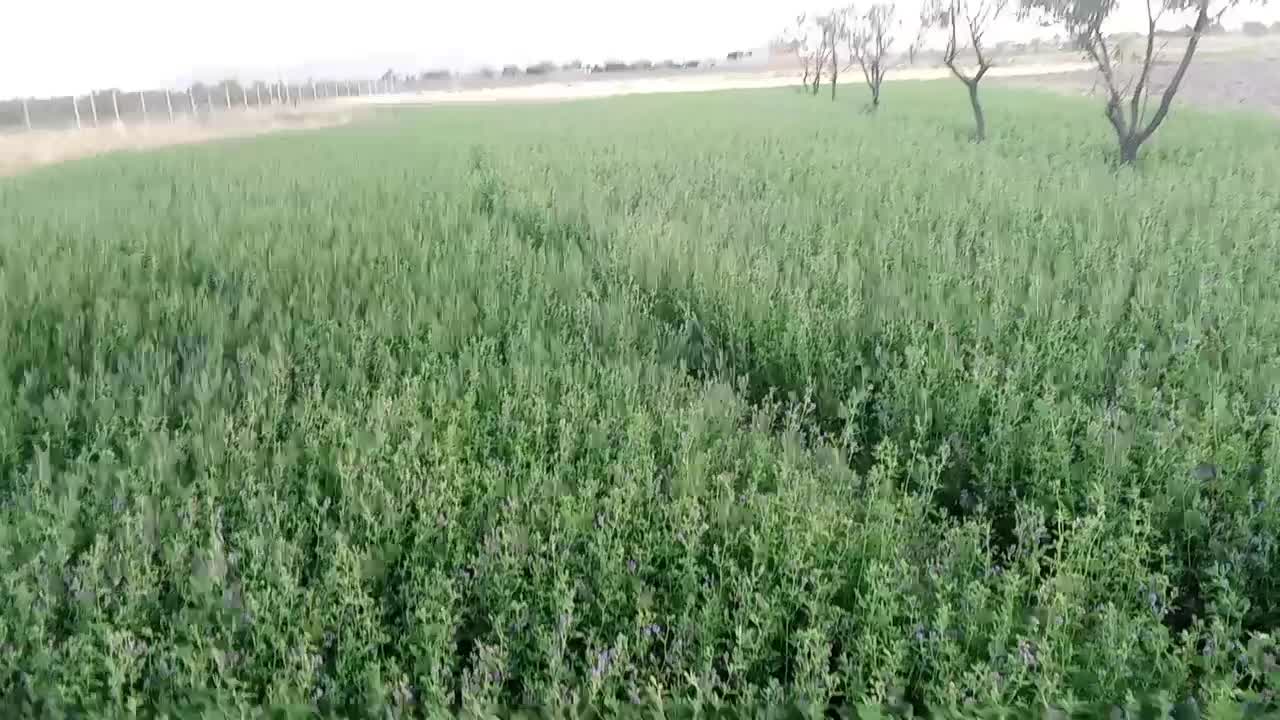 سبیسک|لوازم جانبی حیوانات|تربت‌حیدریه, بالا ولایت|دیوار
