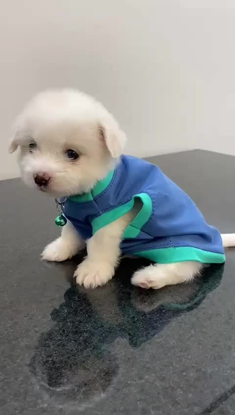 سگ دوست داشتنی و باهوش|سگ|مبارکه, |دیوار