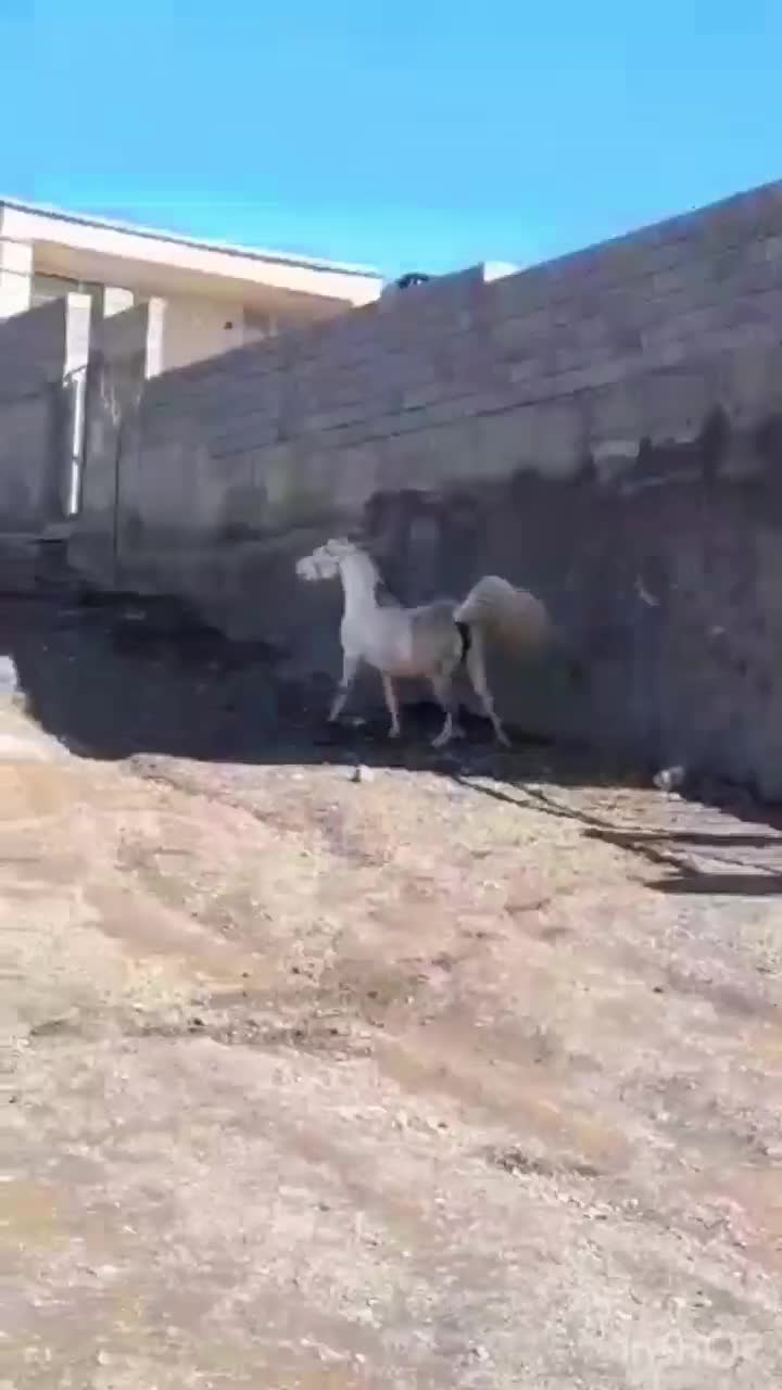 فروش اسب ماده کورد|اسب و تجهیزات اسبسواری|کامیاران, |دیوار