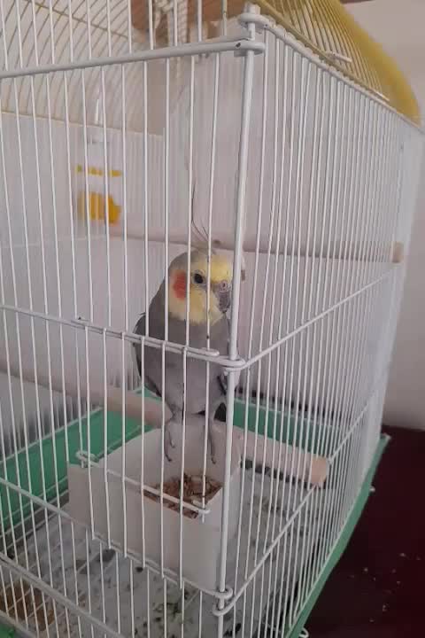 عروس هلندی نر اهلی|پرنده|پرهسر, |دیوار