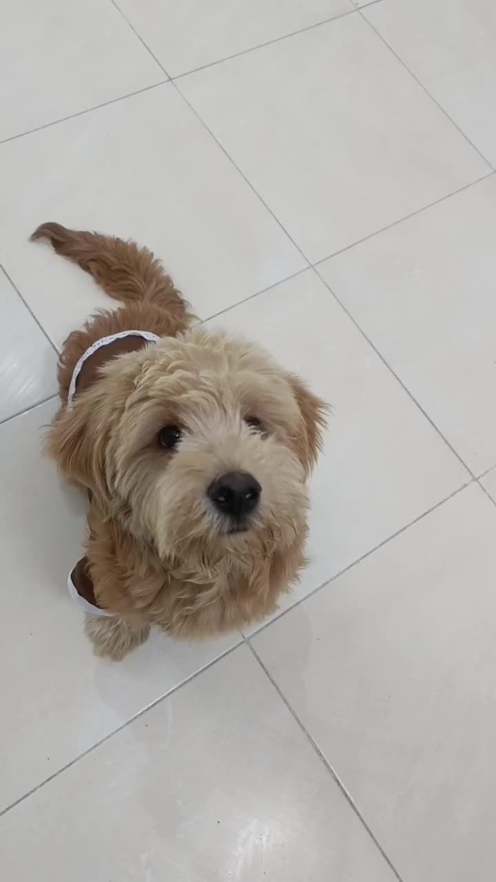 فروش فوری سگ پودل|سگ|اصفهان, خلجا|دیوار