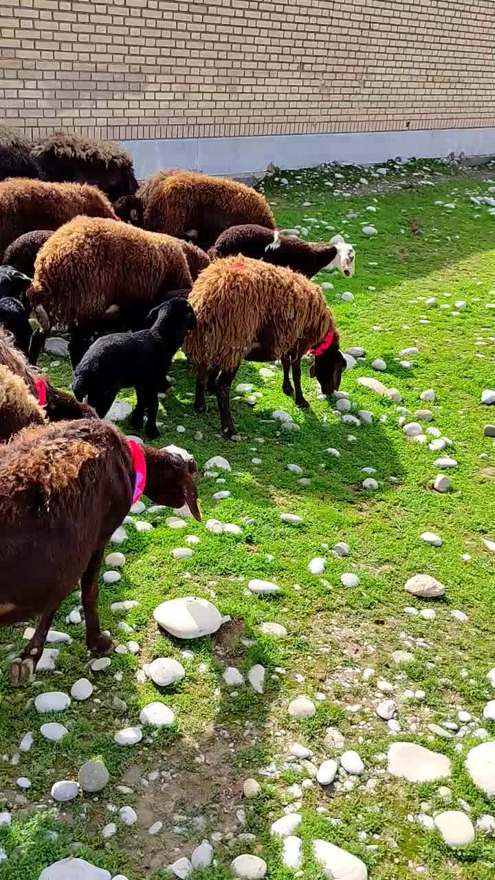 میش و بره افشاری|حیوانات مزرعه|دزفول, |دیوار