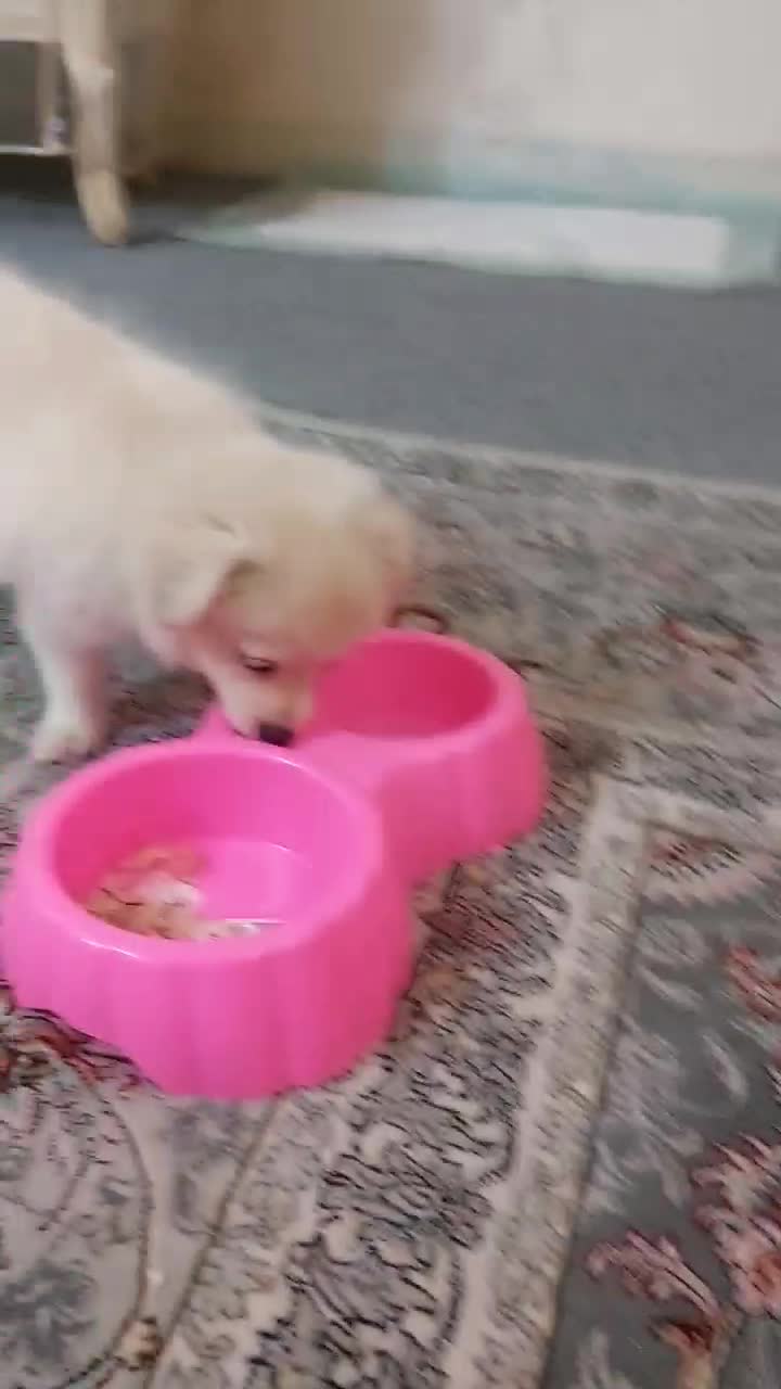 پامر اشتپیز ۳ماهه واکسن خورده|سگ|تهران, مسعودیه|دیوار