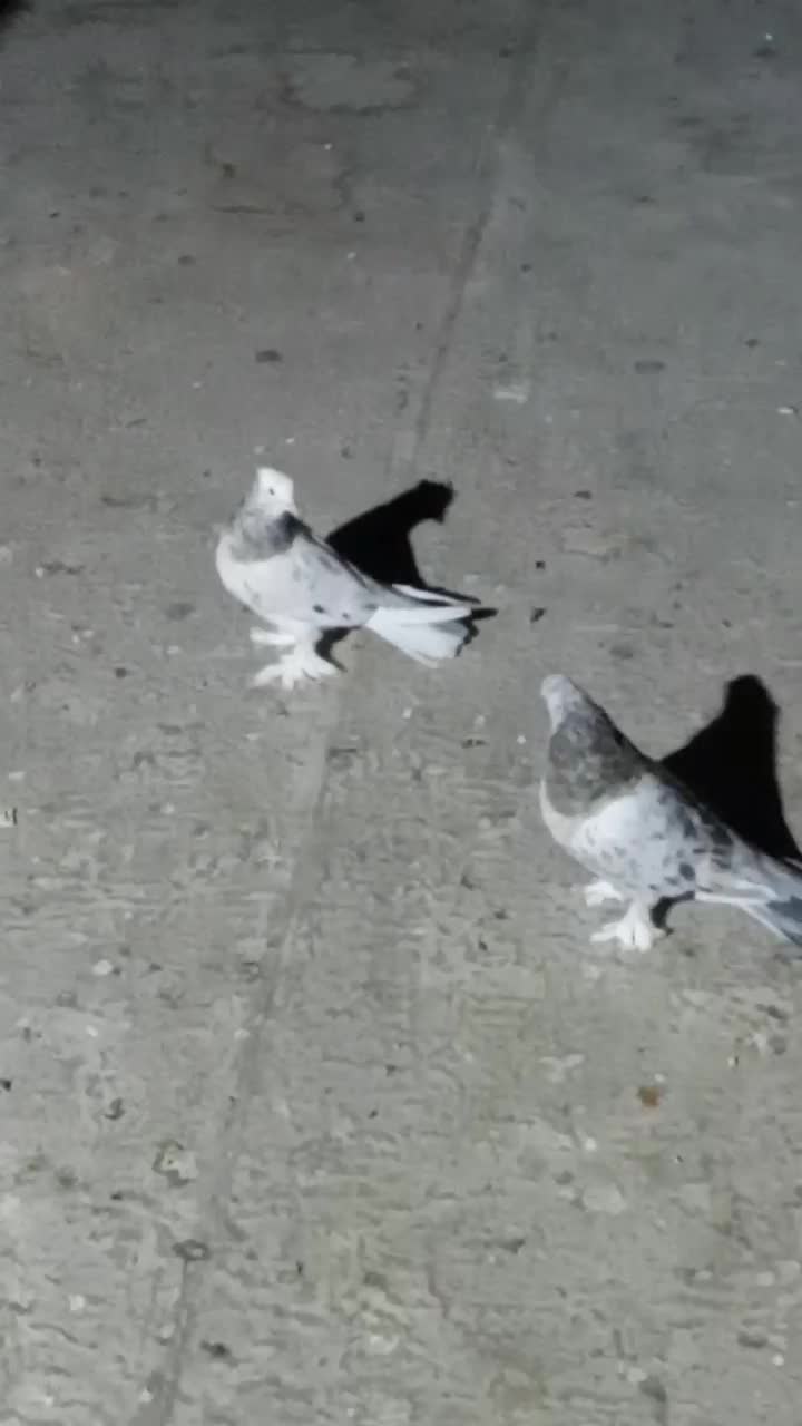 کبوتر بلند پرواز|پرنده|صباشهر, |دیوار