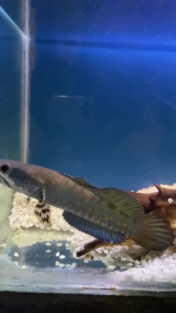 چانا بلو پالچرا|ماهی|کرمان, |دیوار