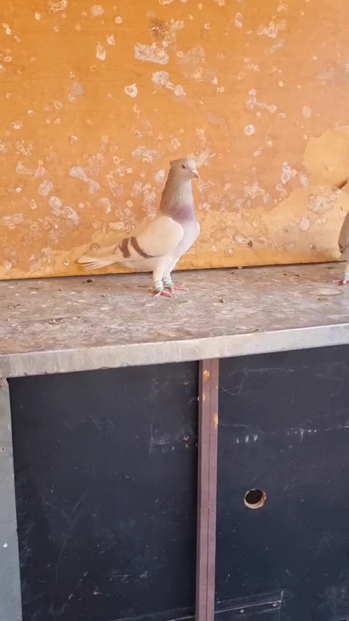 کبوتر سبز و سوسنی دم سفید|پرنده|شیراز, نیستان|دیوار