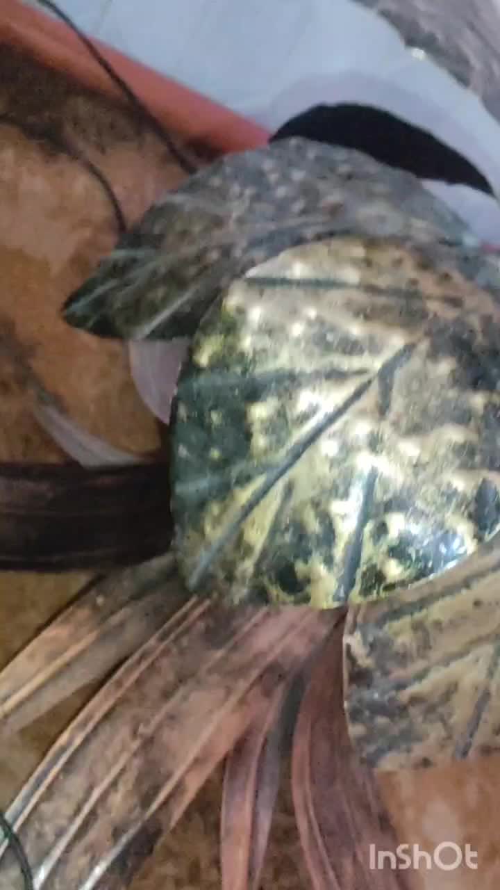 آباژور|چراغ خواب و آباژور|مراغه, |دیوار