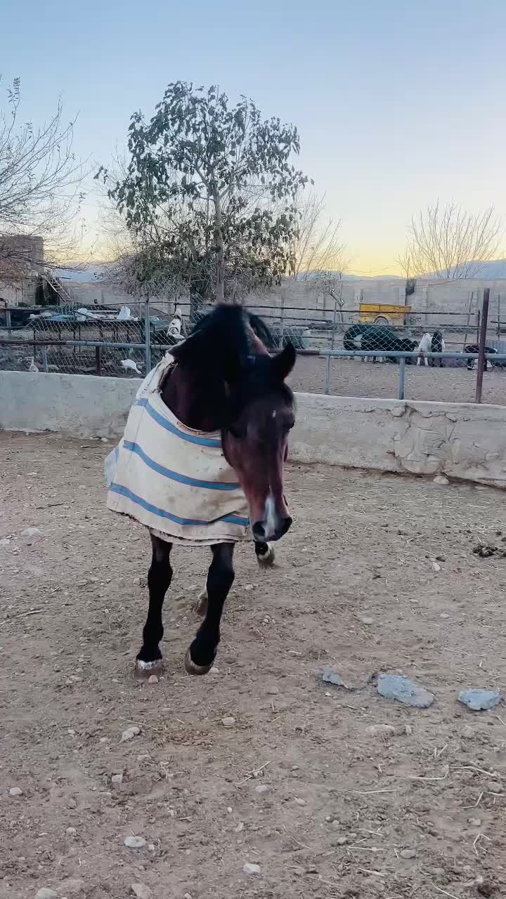 مادیان|اسب و تجهیزات اسب‌سواری|کوار, |دیوار