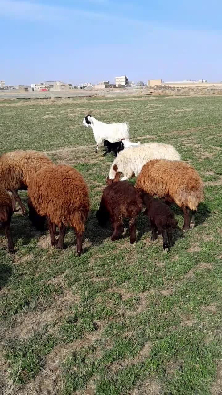 بز بزغاله|حیوانات مزرعه|مشهد, اروند|دیوار