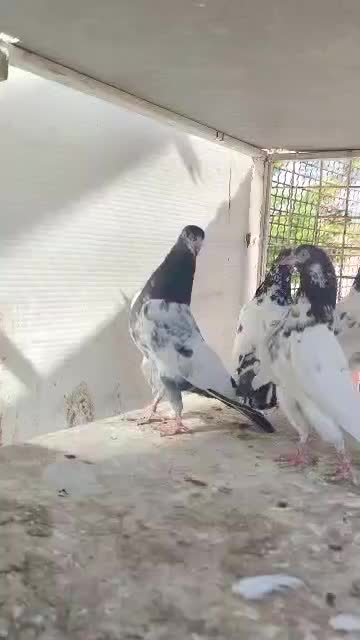 کبوتر بلندپرواز۱۴ساعت ضمانتی|پرنده|رشت, دباغیان|دیوار