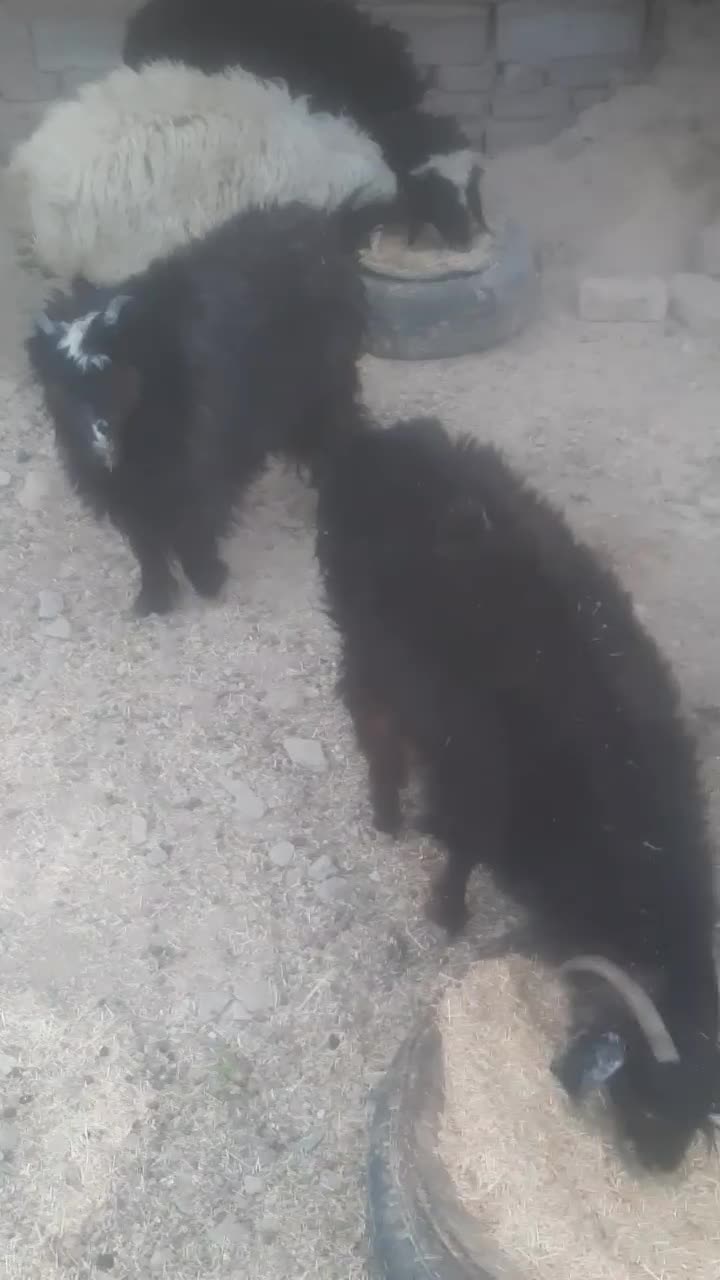 بره وبزغاله وگوسفند وبز|حیوانات مزرعه|زاهدان, |دیوار