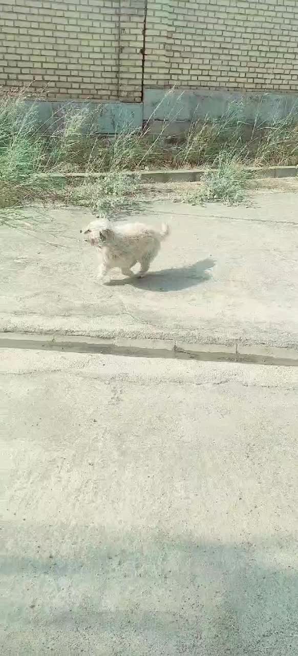 سگ پاکوتاه پشمالو|سگ|مینودشت, |دیوار