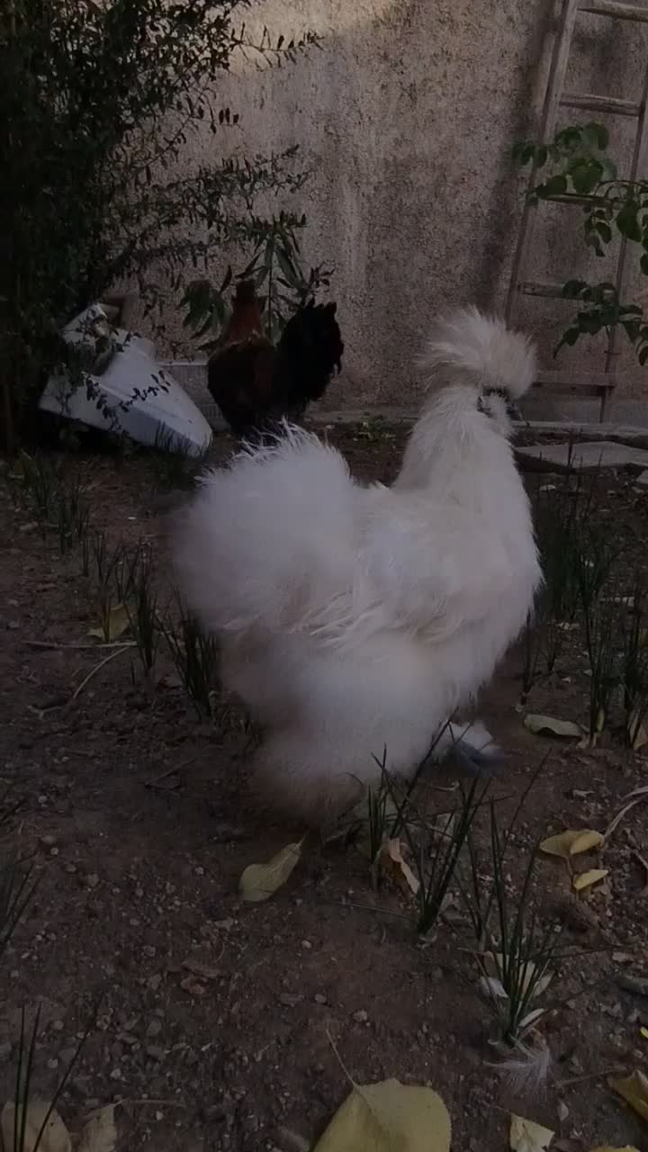 خروس تزئینی.|حیوانات مزرعه|تربتحیدریه, فرمانداری|دیوار