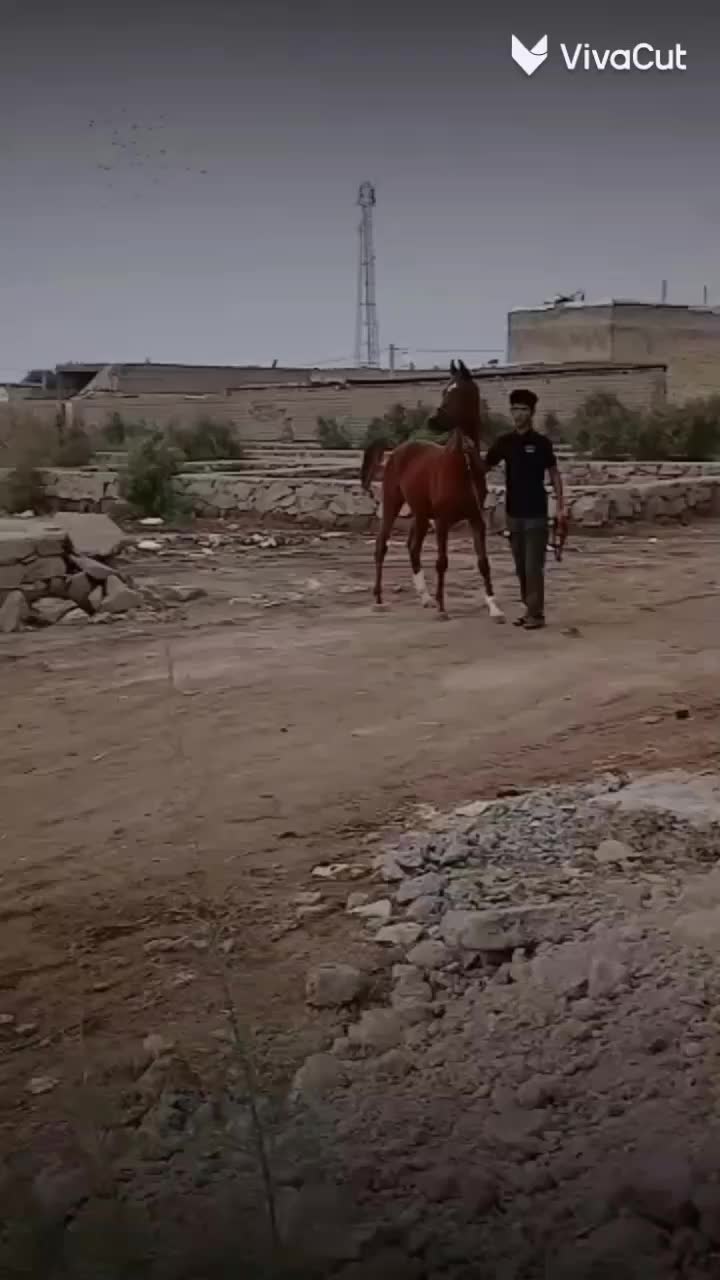 اسب|اسب و تجهیزات اسبسواری|اهواز, کوی علوی|دیوار