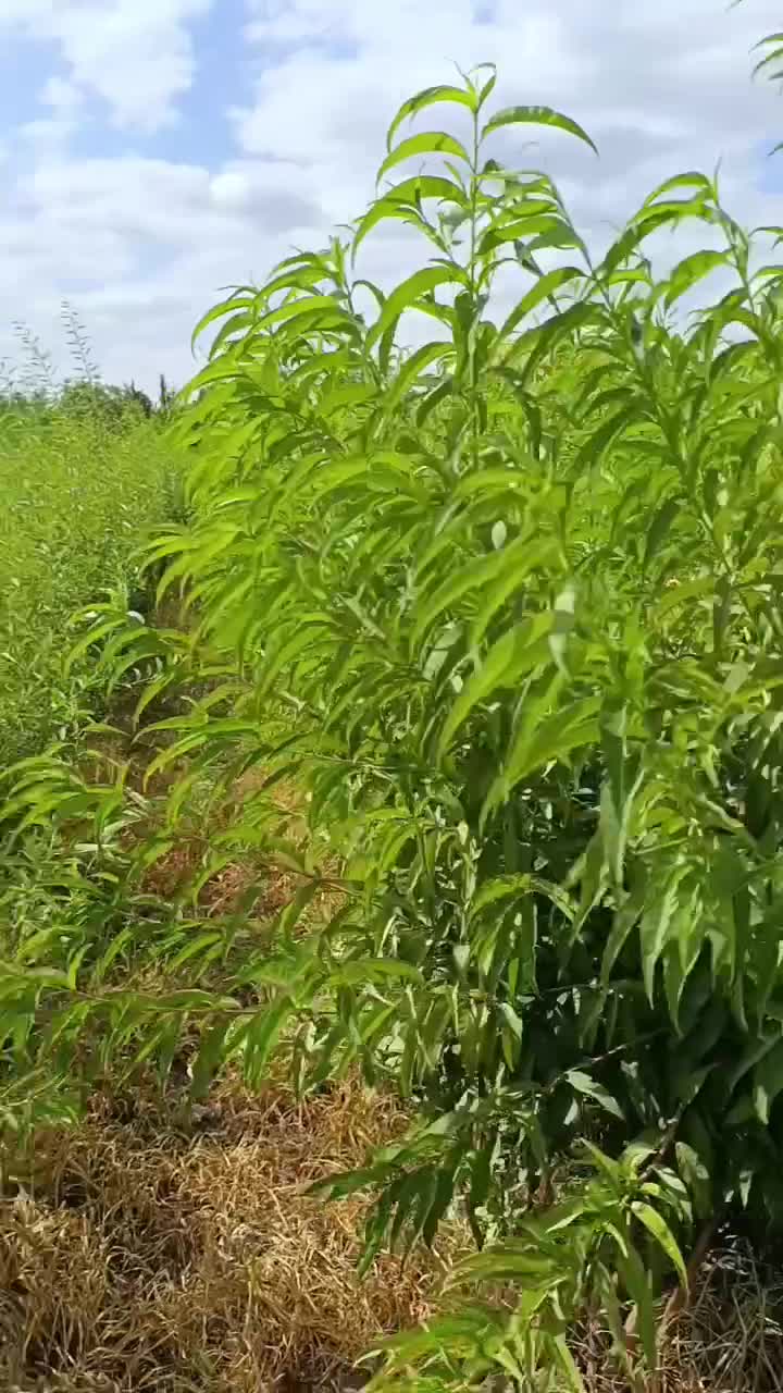 نهال های سنگی و‌کاغذی ارقام بادام های نژادبرتر اصل|خدمات باغبانی و درختکاری|تبریز, |دیوار