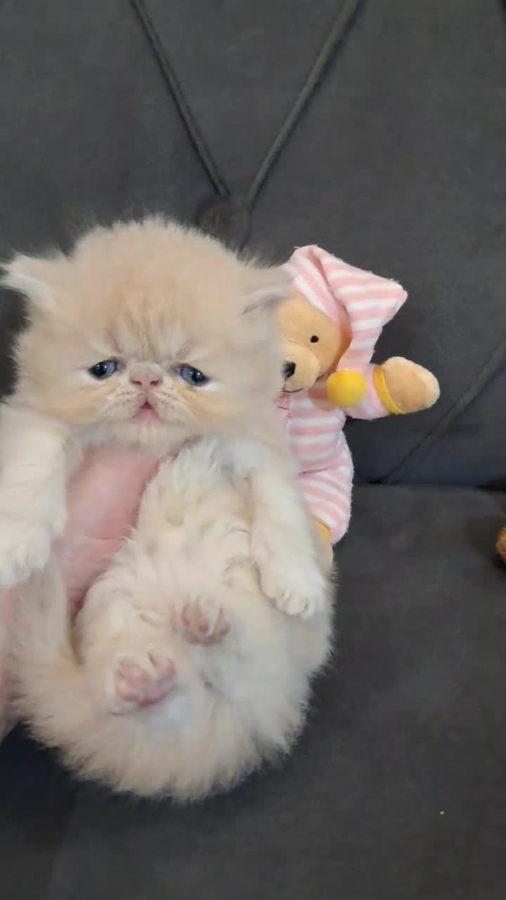 پرشین طلایی|گربه|رشت, کوی حسینی|دیوار