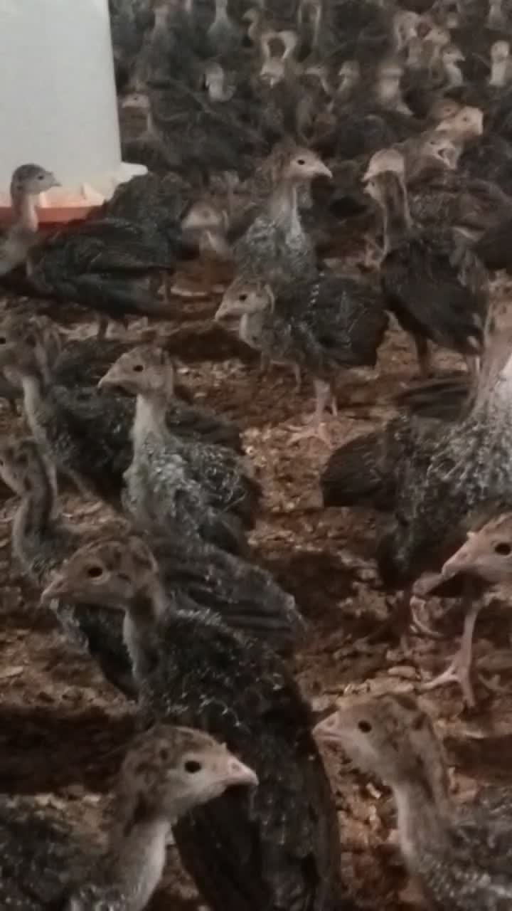 فروش‌جوجه‌بوقلمون چهل‌روزه|حیوانات مزرعه|مهربان, |دیوار