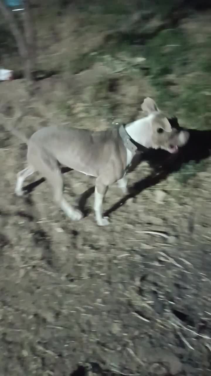 واگزاری سگ پیتبول|سگ|کرمانشاه, |دیوار