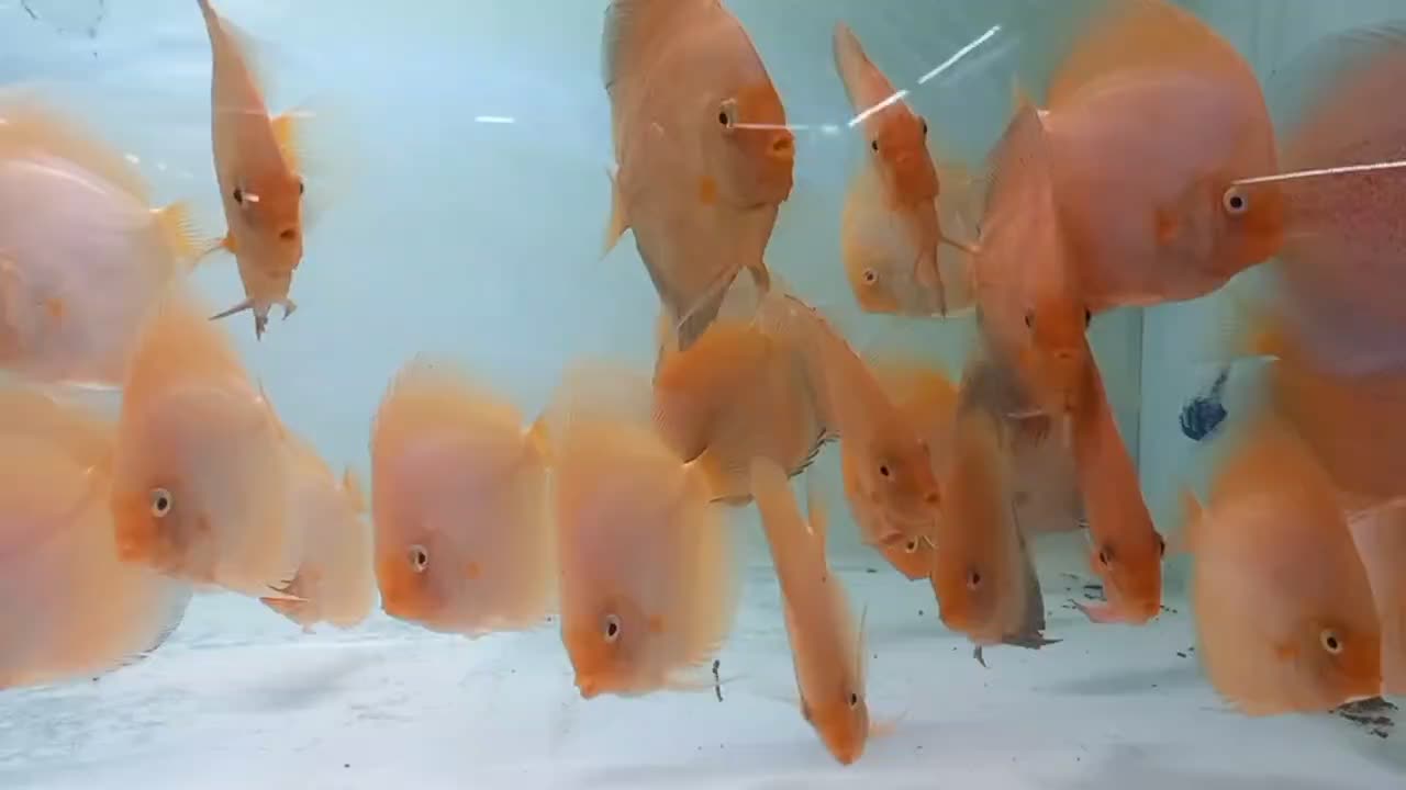 انواع ماهی گوشتخوار وگیاهخوار|ماهی|ایلام, |دیوار