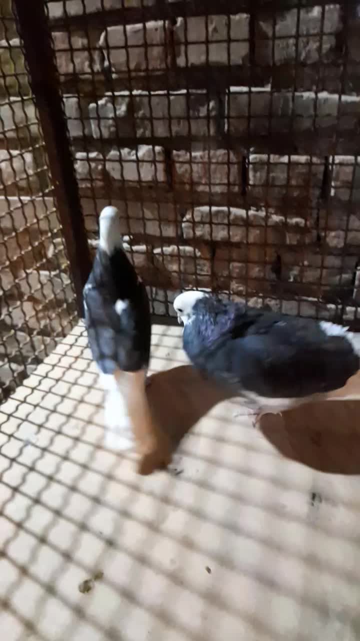 کبوتر پرشی|پرنده|بهمن, |دیوار