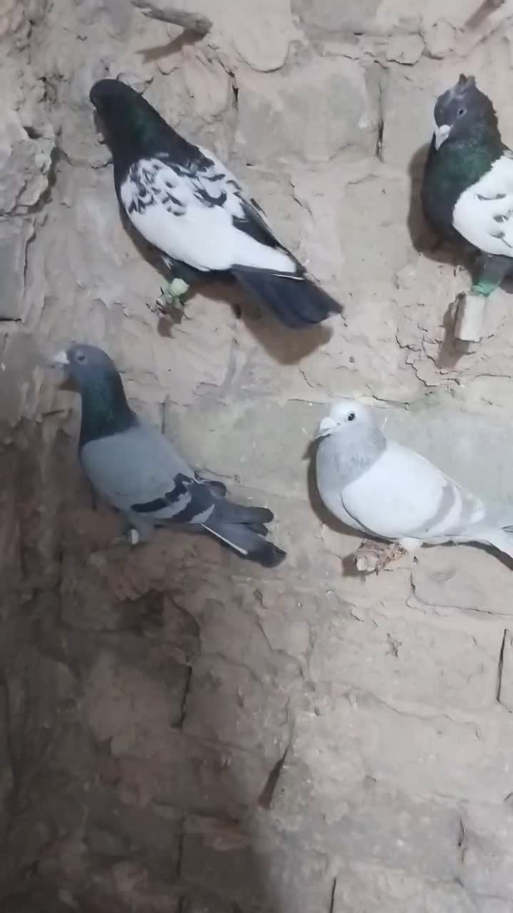 چهارتا کفتر پرشی مال حومه سبزوار|پرنده|سبزوار, ایزی شهر|دیوار