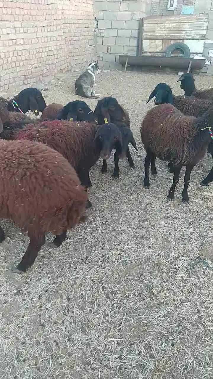 تعداد ۰ا راس بره ماده|حیوانات مزرعه|فریمان, |دیوار