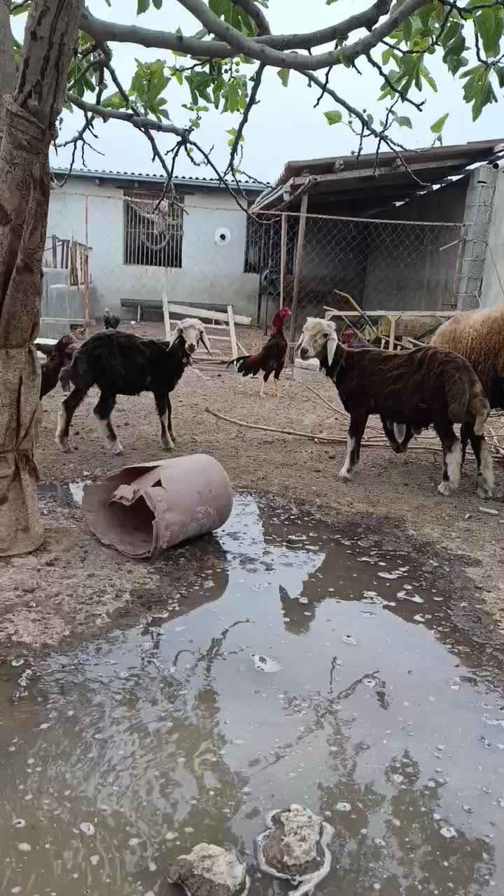 قوچ توقلی جنس کردستانی. افشاری لنگه دوقلو|حیوانات مزرعه|آق قلا, |دیوار