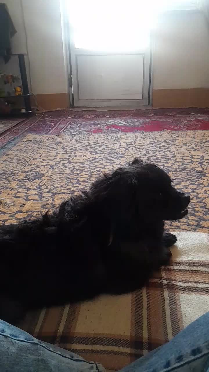 سگ پا کوتاه مشکی با ادب واکسن خورده|سگ|شاهرود, |دیوار