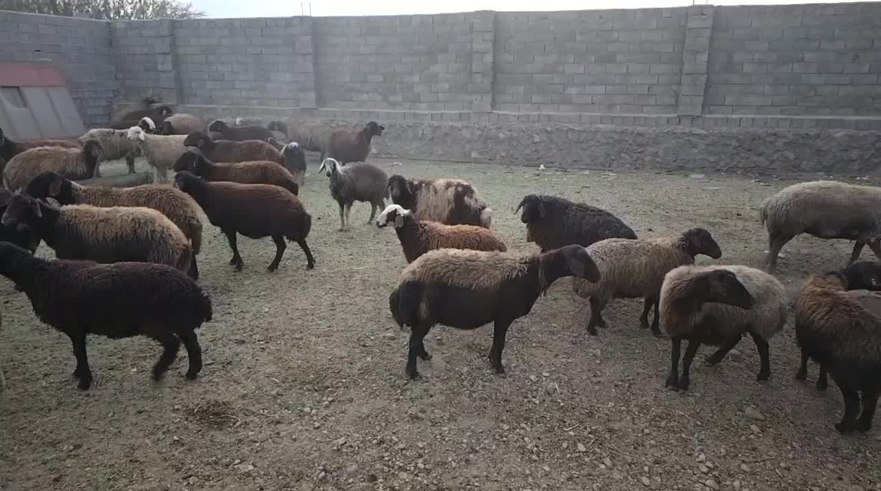 میش افشاری|حیوانات مزرعه|خانمیرزا, |دیوار