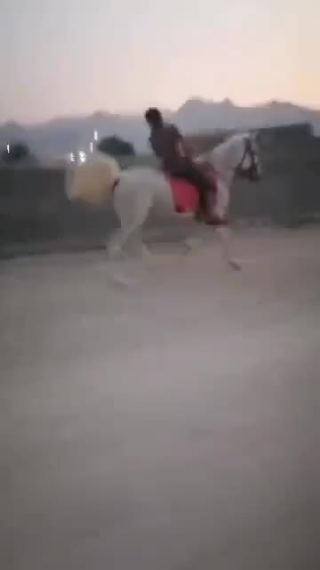 اسب|اسب و تجهیزات اسب‌سواری|مهر, |دیوار