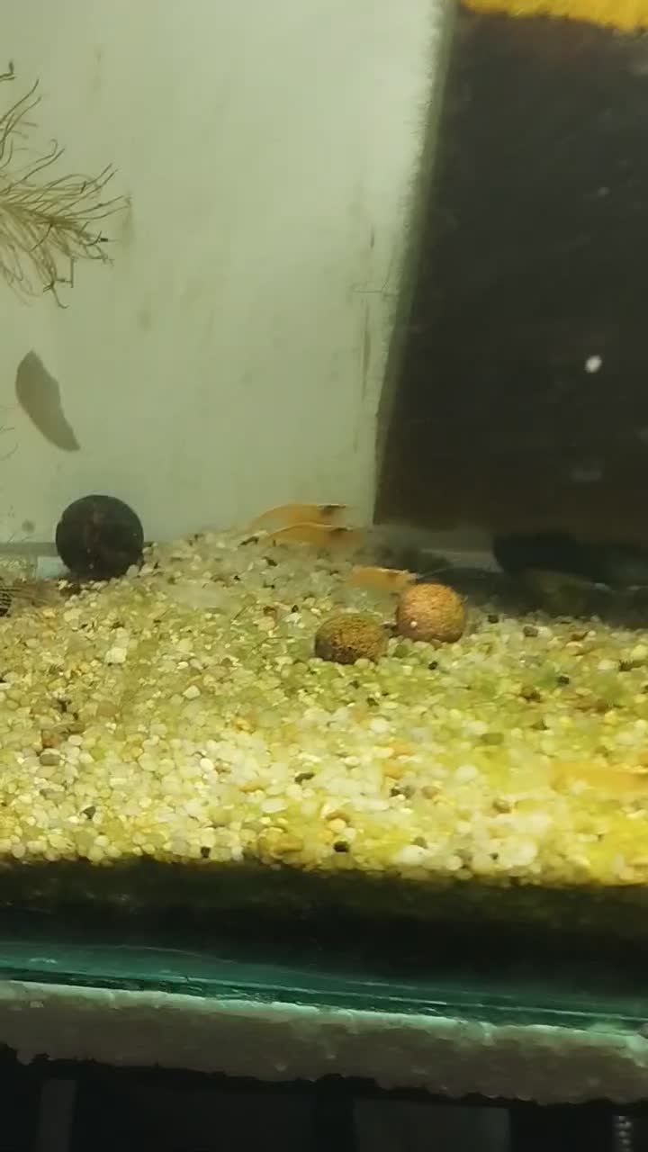 شریمپ . آکواریوم . ماهی .|ماهی|مرودشت, بیست متری بیمارستان|دیوار