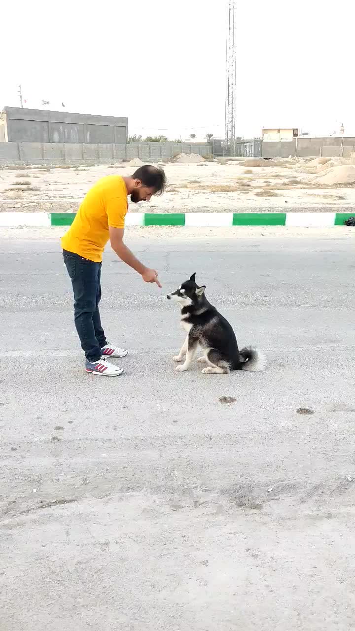 سگ هاسکی|سگ|صدرا-فارس, فاز ۱|دیوار