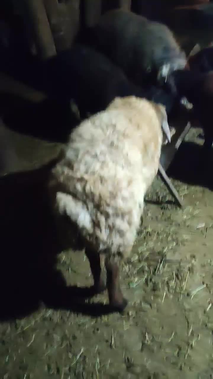 7راسبرهداشتیتوافقی|حیوانات مزرعه|سراب, |دیوار