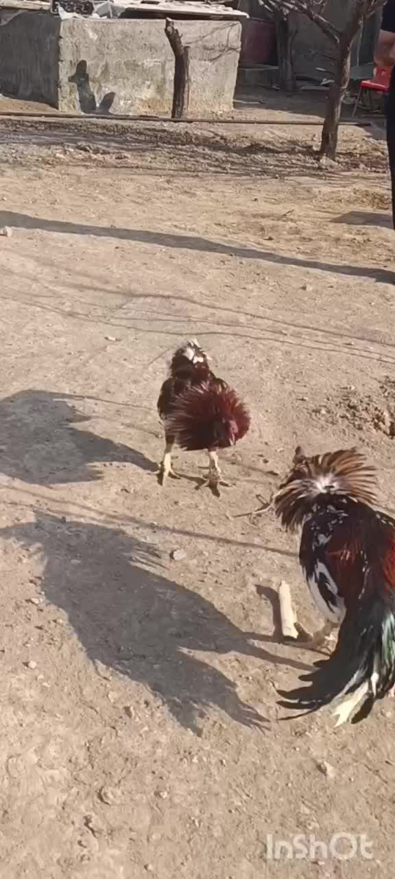 لاری|حیوانات مزرعه|مشگین شهر, |دیوار